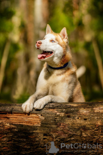 Zdjęcie №3. Przystojny husky Hart jest w dobrych rękach. Federacja Rosyjska