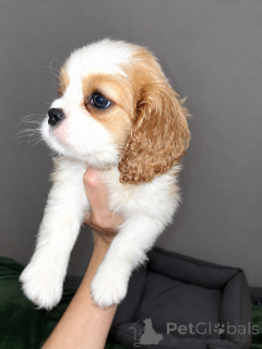 Zdjęcie №1. cocker spaniel amerykański, cocker spaniel angielski, springer spaniel angielski, springer spaniel walijski, irlandzki spaniel dowodny, hiszpański pies dowodny, mastif hiszpański, cavalier king charles spaniel, cavalier king charles spaniel, clumber spaniel, russian spaniel, spaniel tybetański - na sprzedaż w Wilno | 4784zł | Zapowiedź №177702
