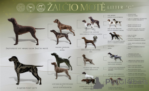 Zdjęcie №2 do zapowiedźy № 146050 na sprzedaż  wyżeł niemiecki krótkowłosy - wkupić się Litwa hodowca