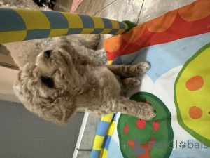 Zdjęcie №4. Sprzedam bichon frise w Wrocław. hodowca - cena - 7414zł