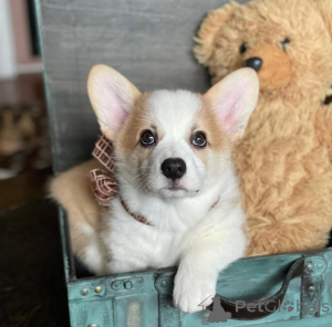Zdjęcie №1. welsh corgi - na sprzedaż w Berlin | negocjowane | Zapowiedź №155804