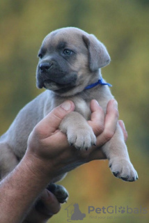 Dodatkowe zdjęcia: Cane Corso