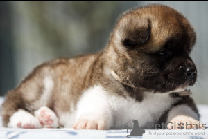 Zdjęcie №4. Sprzedam  w Arkansas City. hodowca - cena - 2773zł