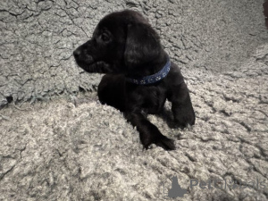 Zdjęcie №4. Sprzedam labrador retriever w Manchester. hodowca - cena - negocjowane