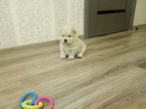 Zdjęcie №1. chow-chow - na sprzedaż w  | Negocjowane | Zapowiedź №4457