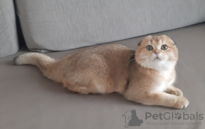 Zdjęcie №4. Sprzedam scottish fold w Krasnodar. od żłobka, hodowca - cena - 2578zł