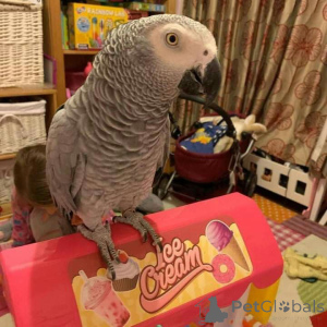 Zdjęcie №1. łajka karelo-fińska, kawapu, kerry blue terrier, kromfohrländer - na sprzedaż w Cairns | negocjowane | Zapowiedź №145250