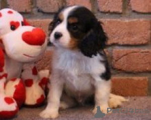 Zdjęcie №1. cavalier king charles spaniel - na sprzedaż w Degerfors | negocjowane | Zapowiedź №55331