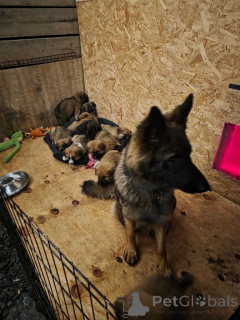 Zdjęcie №1. alano español - na sprzedaż w Belfast | 1818zł | Zapowiedź №166432