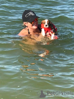 Zdjęcie №1. Sprzedam szczenięta rasy Cavalier King Charles Spaniel w mieście Altoona. Price - 2085zł. Zapowiedź № 164769