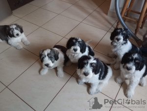 Dodatkowe zdjęcia: Puppy Szczenię Polski Owczarek Nizinny - Polish Lowland Sheepdog FCI