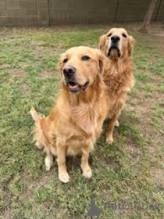 Zdjęcie №1. golden retriever - na sprzedaż w Amsterdam | 4784zł | Zapowiedź №162432