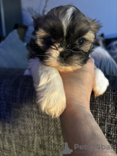 Zdjęcie №2 do zapowiedźy № 123491 na sprzedaż  shih tzu - wkupić się Finlandia prywatne ogłoszenie, hodowca