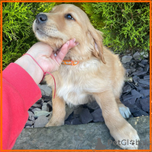 Zdjęcie №3. Szczenięta Golden Retrievera. USA