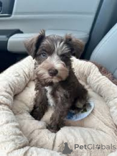 Zdjęcie №3. Chiots Schnauzer nain prêts à rejoindre leur nouvelle famille. Francja