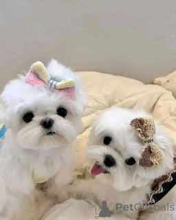 Zdjęcie №1. maltańczyk - na sprzedaż w Berlin | 1674zł | Zapowiedź №160059