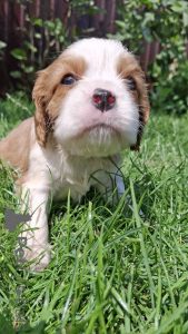 Zdjęcie №2 do zapowiedźy № 145734 na sprzedaż  cocker spaniel amerykański, cocker spaniel angielski, springer spaniel angielski, springer spaniel walijski, irlandzki spaniel dowodny, cavalier king charles spaniel, cavalier king charles spaniel, clumber spaniel, russian spaniel, spaniel tybetański - wkupić się Łotwa prywatne ogłoszenie, od żłobka, hodowca