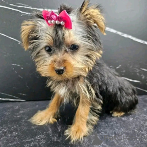 Zdjęcie №2 do zapowiedźy № 138050 na sprzedaż  yorkshire terrier - wkupić się Hiszpania hodowca