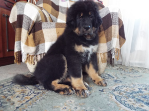 Zdjęcie №2 do zapowiedźy № 3543 na sprzedaż  mastif tybetański - wkupić się Federacja Rosyjska od żłobka, hodowca