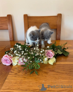 Zdjęcie №2 do zapowiedźy № 153214 na sprzedaż  kot brytyjski krótkowłosy - wkupić się Niemcy 