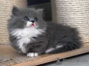 Zdjęcie №3. Munchkin-kissanpennut adoptoitavaksi. Finlandia