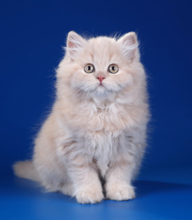 Zdjęcie №1. kot brytyjski długowłosy - na sprzedaż w Petersburg | Negocjowane | Zapowiedź № 4033