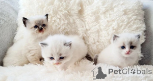 Zdjęcie №3. Reinrassige Ragdoll-Kätzchen mit Stammbaum, Registrier, Reinrassig, HCM und pkd. Niemcy