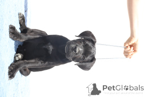 Zdjęcie №3. Chester z SPQR Corso FCI Rodowód. Rumunia