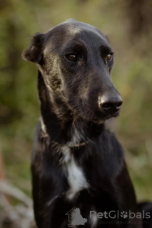 Zdjęcie №3. Cudowny Pan szuka swojej rodziny. Federacja Rosyjska