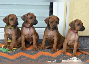 Zdjęcie №1. thai ridgeback - na sprzedaż w Chorherrn | 1674zł | Zapowiedź №170155