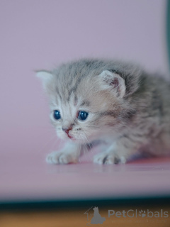 Zdjęcie №1.  - na sprzedaż w Alabama | negocjowane | Zapowiedź № 161687