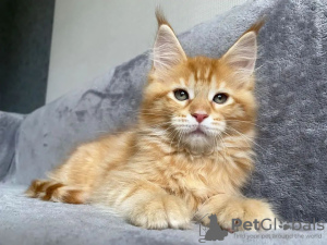 Zdjęcie №3. Kocięta Mainecoon do bezpłatnej adopcji. Niemcy