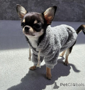 Zdjęcie №3. Szczenięta chihuahua do adopcji . Dania