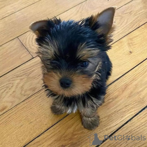 Zdjęcie №2 do zapowiedźy № 163056 na sprzedaż  yorkshire terrier - wkupić się Finlandia prywatne ogłoszenie, ze schronu