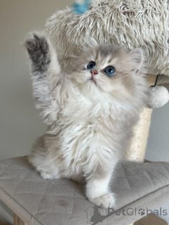 Zdjęcie №1. kot brytyjski krótkowłosy - na sprzedaż w Hamburg | negocjowane | Zapowiedź № 152480