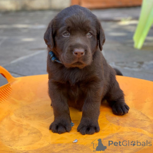 Zdjęcie №3. Zarejestrowane szczenięta Labrador Retriever. Niemcy