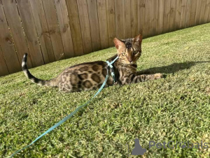 Zdjęcie №2 do zapowiedźy № 153217 na sprzedaż  kot bengalski - wkupić się Szwecja prywatne ogłoszenie