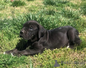 Zdjęcie №1. cane corso - na sprzedaż w BUSKO-ZDRÓJ | negocjowane | Zapowiedź №162439