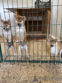 Zdjęcie №2 do zapowiedźy № 155100 na sprzedaż  shiba - wkupić się Serbia 