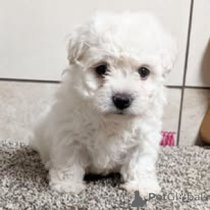 Zdjęcie №3. Bichon Frisen pennut etsivät perhettä. Finlandia