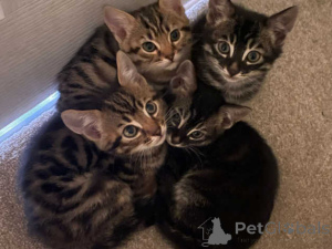 Zdjęcie №1. kot bengalski - na sprzedaż w Adelboden | 1674zł | Zapowiedź № 151632