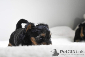 Dodatkowe zdjęcia: Cudowne szczenięta Yorkshire Terrier do kochających domów