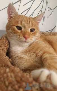 Zdjęcie №3. Nastoletni kot Wasilij szuka domu. Federacja Rosyjska