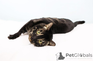 Zdjęcie №2 do zapowiedźy № 152645 na sprzedaż  kot bengalski - wkupić się Szwajcaria prywatne ogłoszenie