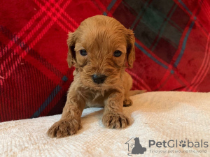 Zdjęcie №3. Piękne szczenięta Cavapoo Do bezpłatnej adopcji. Niemcy