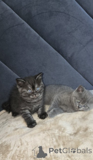 Zdjęcie №4. Sprzedam scottish straight w Chicago. prywatne ogłoszenie - cena - 3050zł