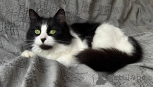 Zdjęcie №2 do zapowiedźy № 136415 na sprzedaż   - wkupić się Białoruś 