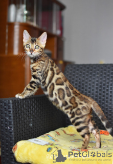 Zdjęcie №1. kot bengalski - na sprzedaż w Mińsk | 1368zł | Zapowiedź № 23039