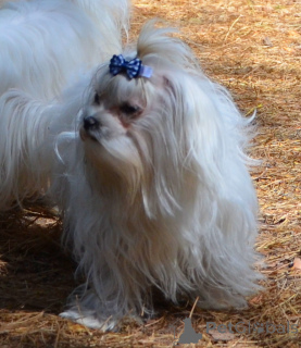 Zdjęcie №1. maltańczyk - na sprzedaż w Kijów | 2101zł | Zapowiedź №167584