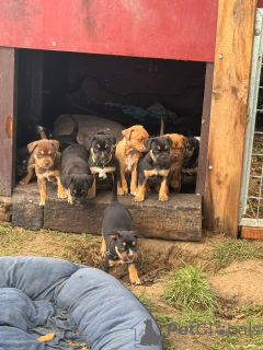 Zdjęcie №1.  - na sprzedaż w Greensboro | Bezpłatny | Zapowiedź №139137